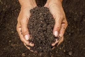 Organic Manure Fertilizers