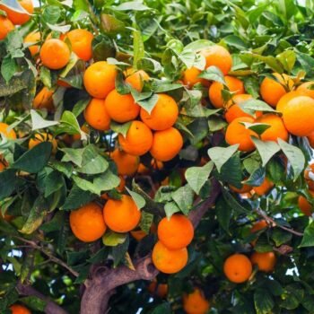 Citrus Fruits
