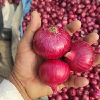 Onions & Shallots