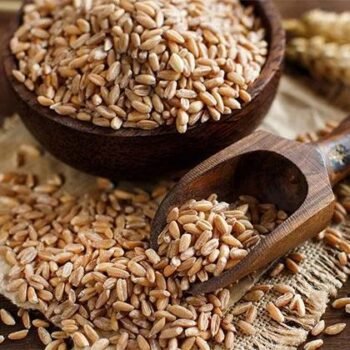 Wheat Grain