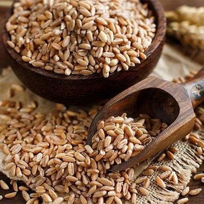Wheat Grain
