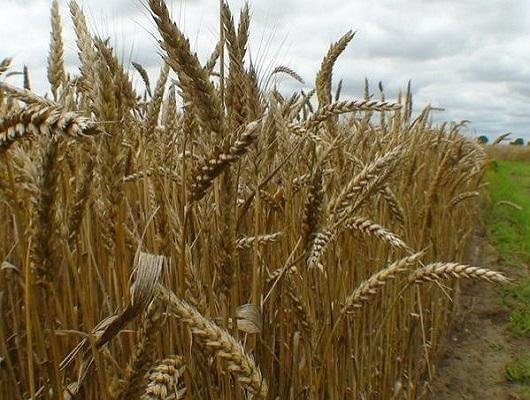 Wheat Grain – Bild 2