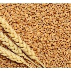 Wheat Grain – Bild 3